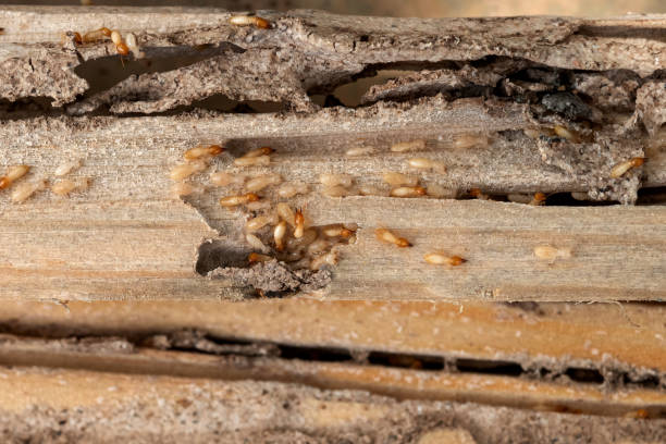 Best Ant Control Services  in Zanesville, OH