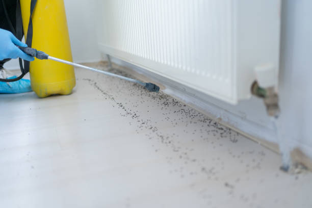 Best Rat Extermination Near Me  in Zanesville, OH